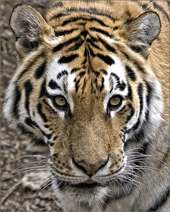 Tygr ussurijský - portrét samice