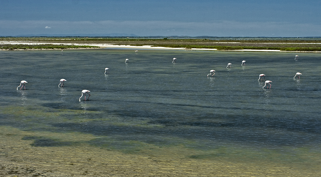 NP Camargue - plameňáci