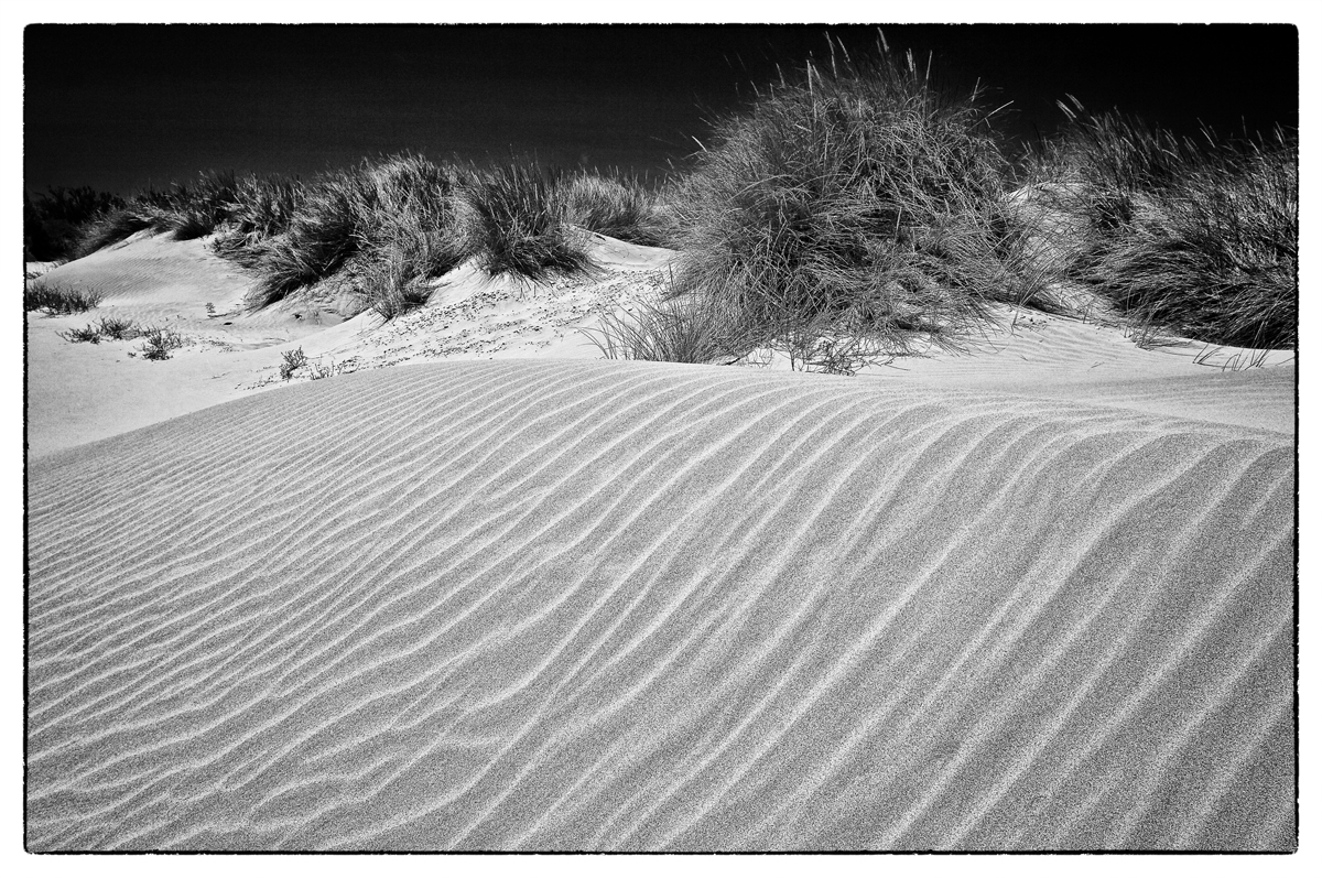 NP Camargue - písečné duny (BW)