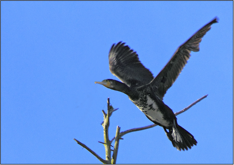 Kormoran