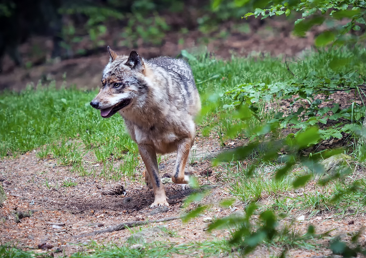 Vlci v Bavorském lese III.