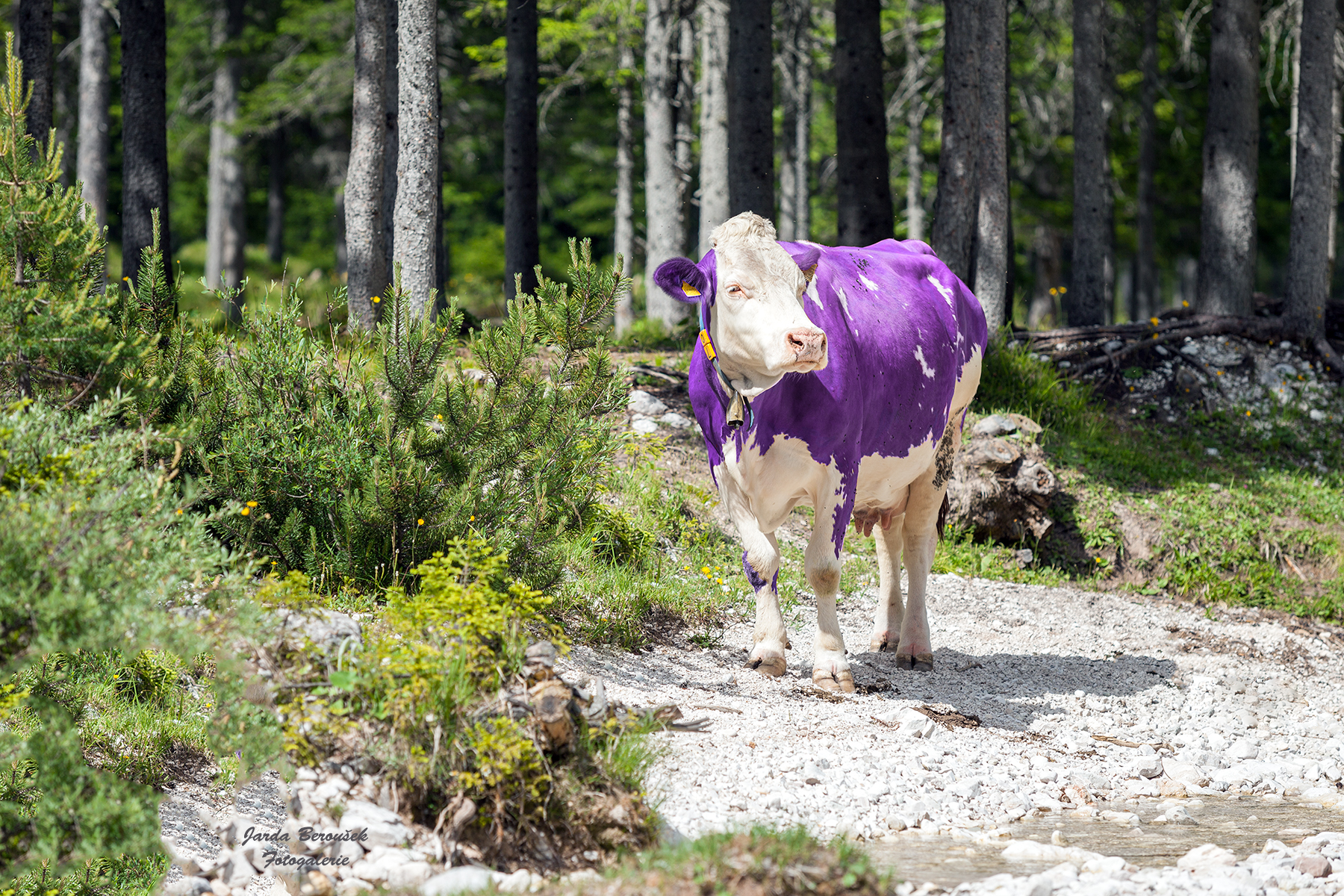 Krava_alpska_fcb