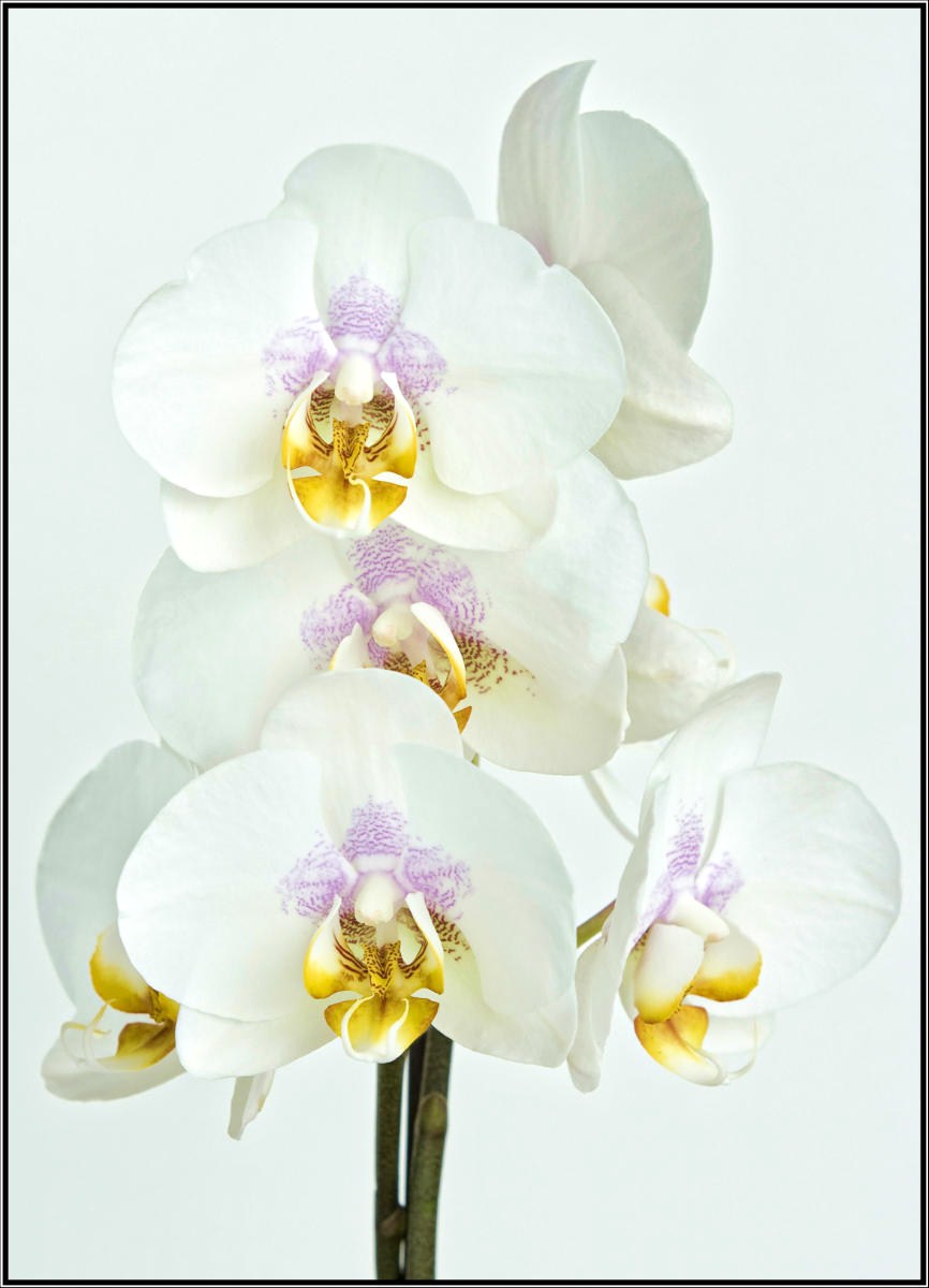 Orchidea II.