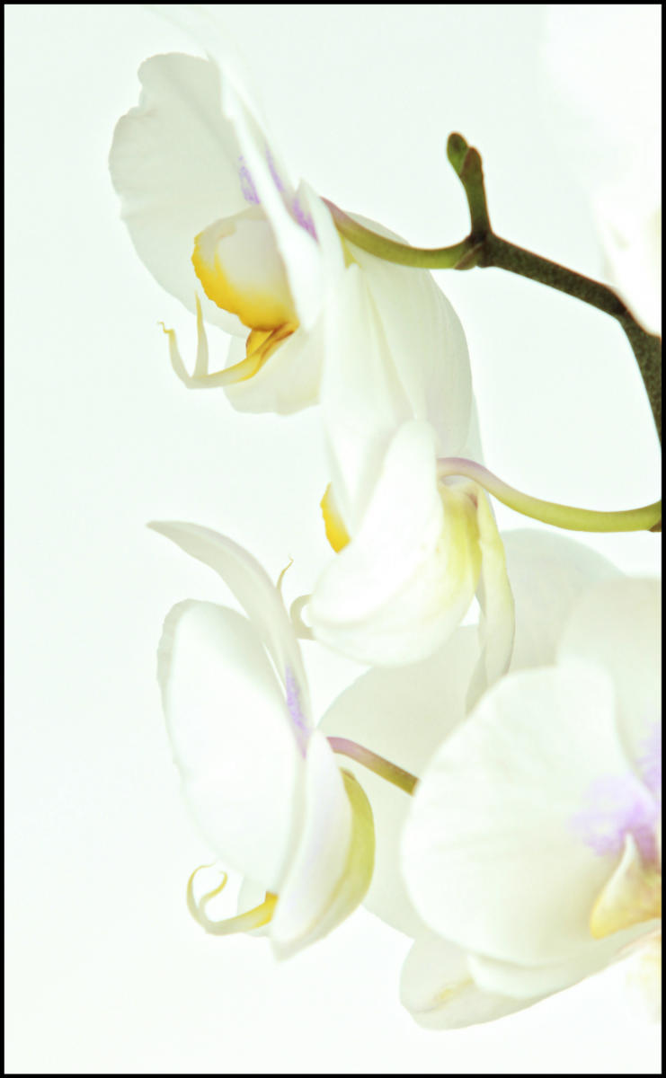 Orchidea III.