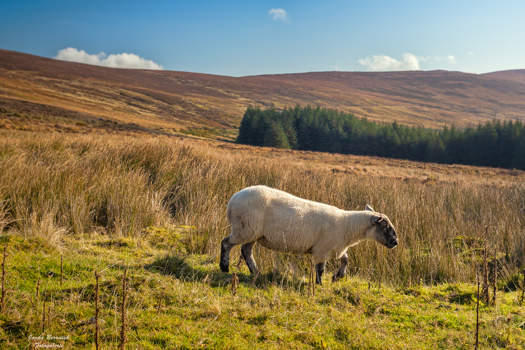 Ireland_13_fcb